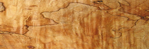 Spalted Maple